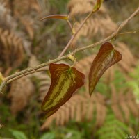 Smilax aspera L.